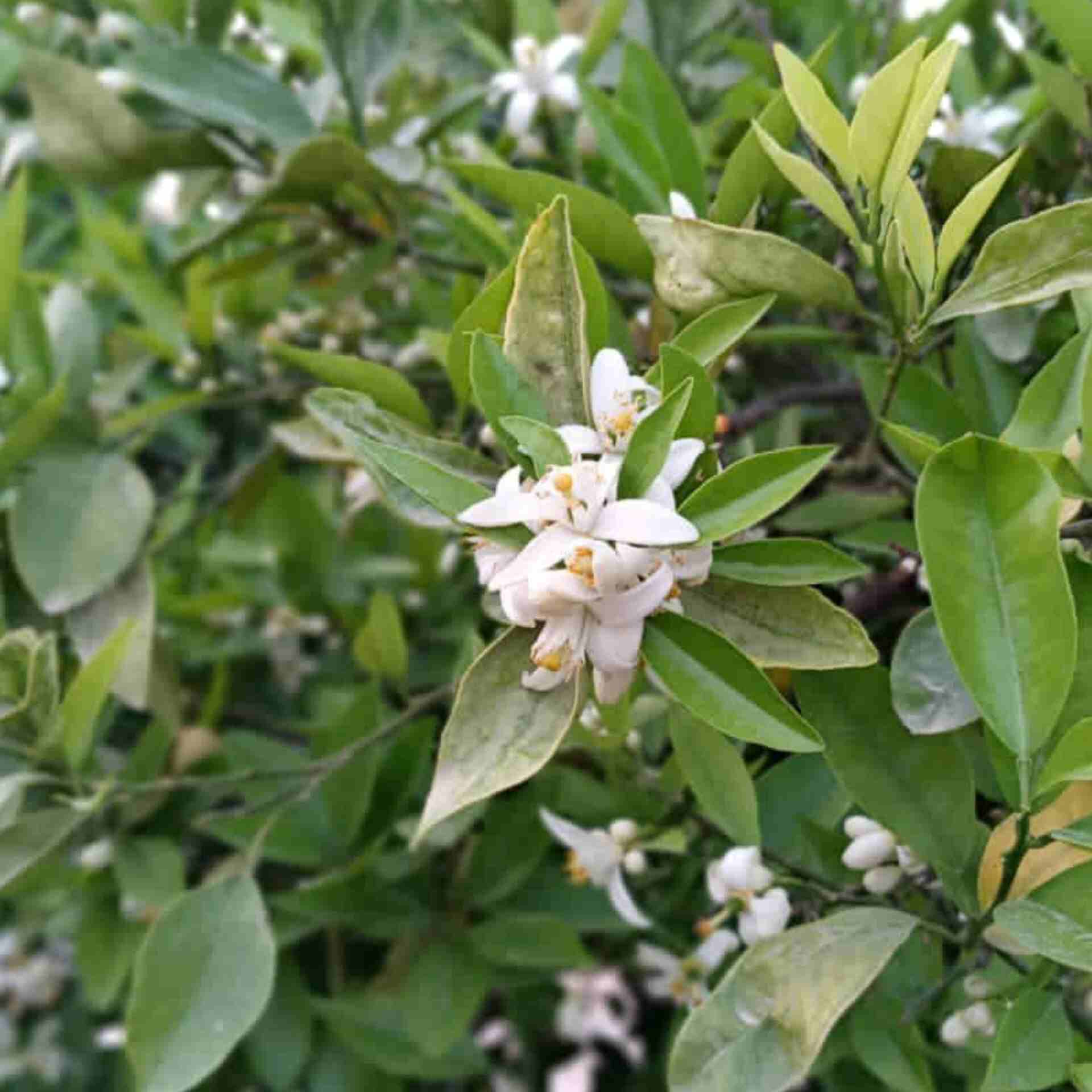 دانلود اهنگ دشی به نام بی تو همه چی سختره بیب برگرد دیگه